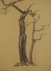 1928 - Alberi di ulivo a Sorrento